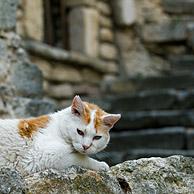 Huiskat (Felis catus) rust in steegje, Provence, Frankrijk
